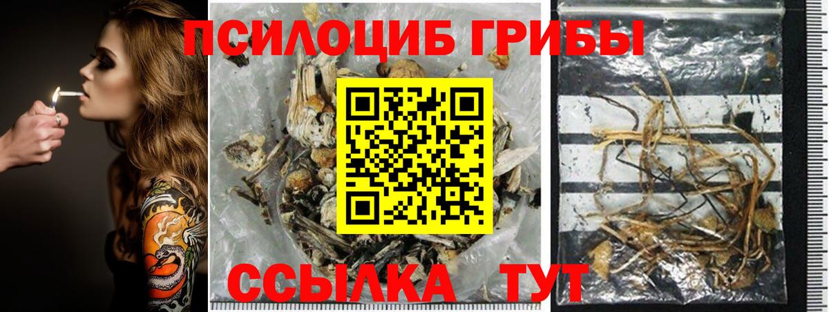 Псилоцибиновые грибы Psilocybe Гуково